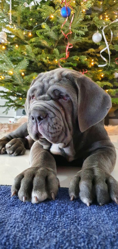 Jennifer i Jasmina nasze mastino