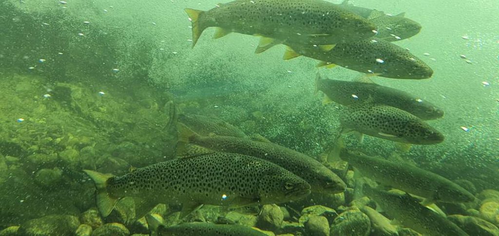 Piękny łosoś ponad 10 kg