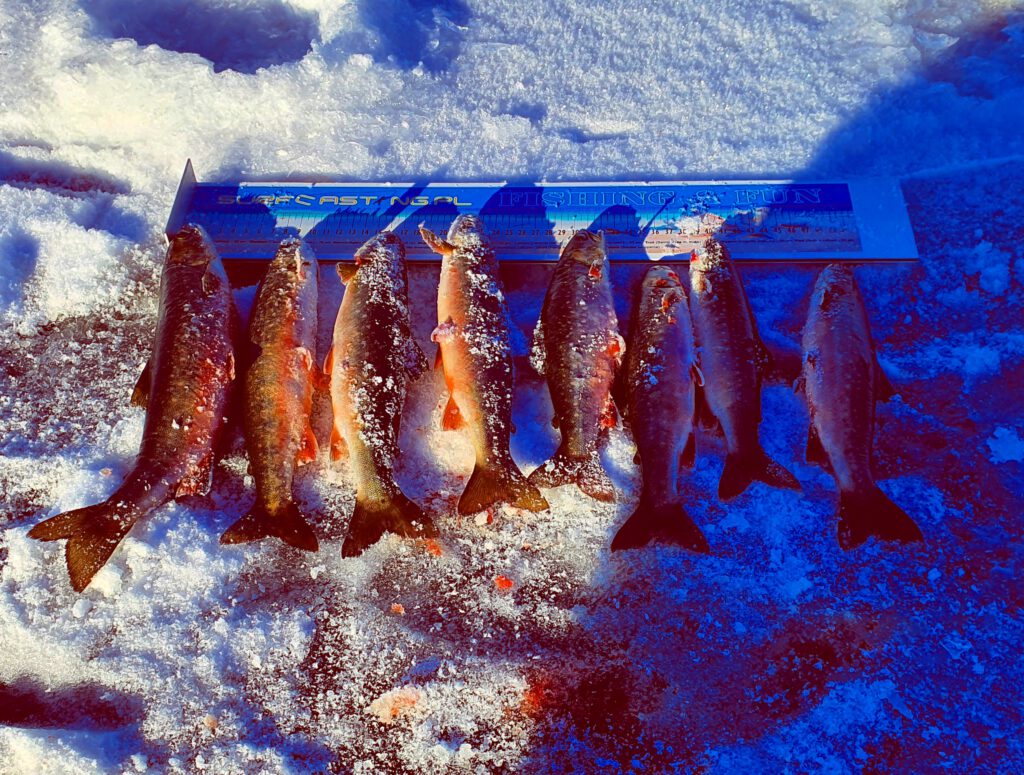 Polowanie na arktyczne ryby z pod lodu. Cały film z dwóch wypraw.