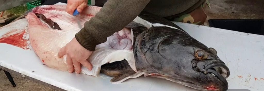 Filetowanie halibuta