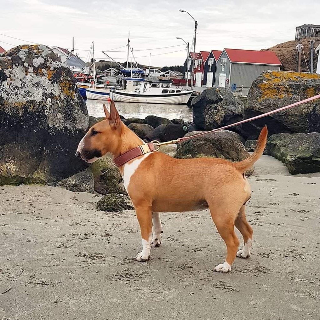 Laila i Lenox nasze miniaturowe bullteriery. Zdjecia i filmik.