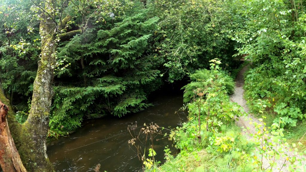 Rekonesans nad moją tajną rzeczką łososiową.