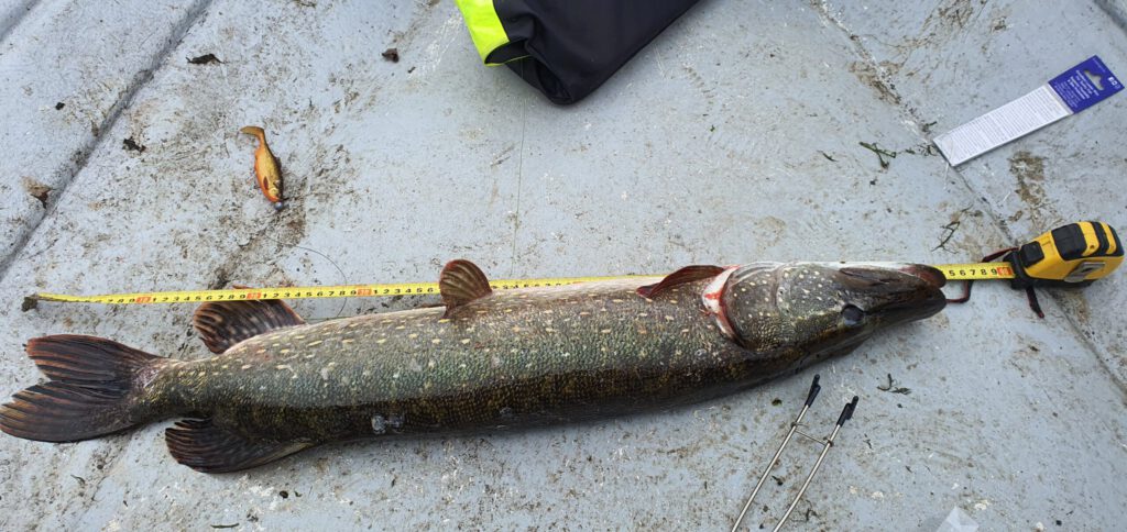 Pstrogowa woda a w niej szczupaki.